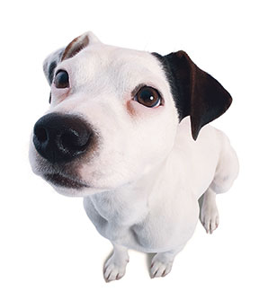 Schnupper-Abo